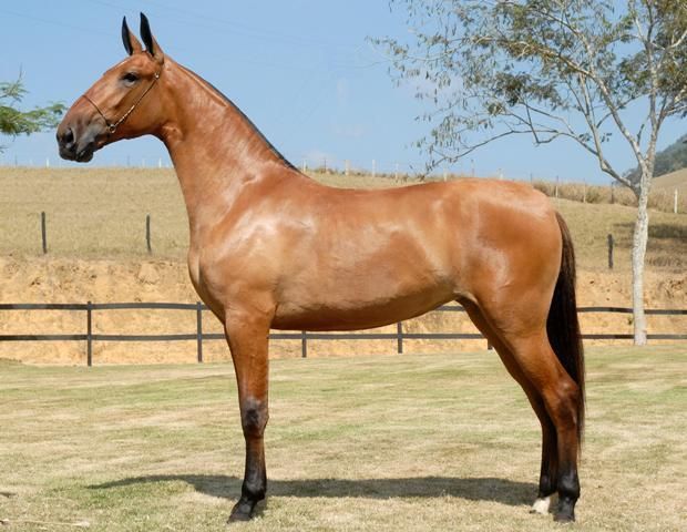 Brazilian Campolina Horses